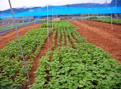 新品種「春のいぶき」による初夏の新ソバ需要拡大と春まき栽培法の発展